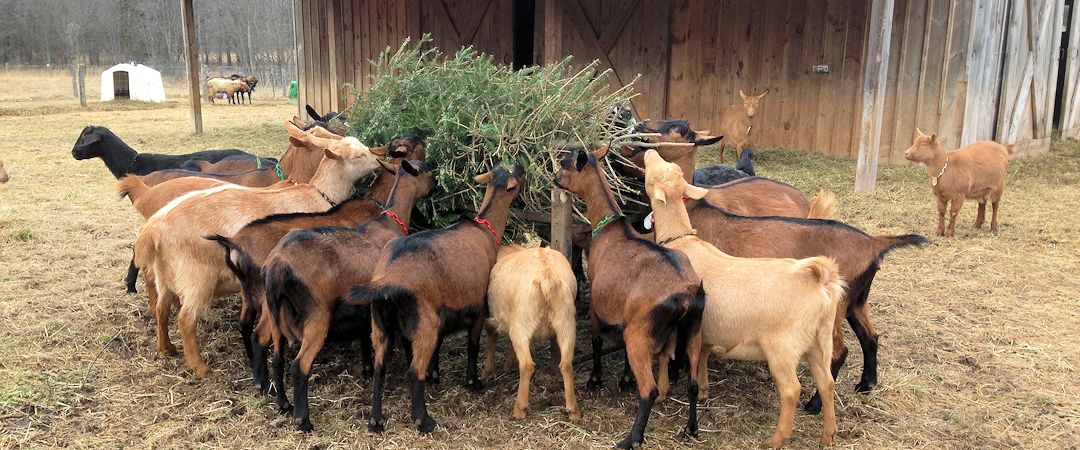 goats-xmas-tree-1080